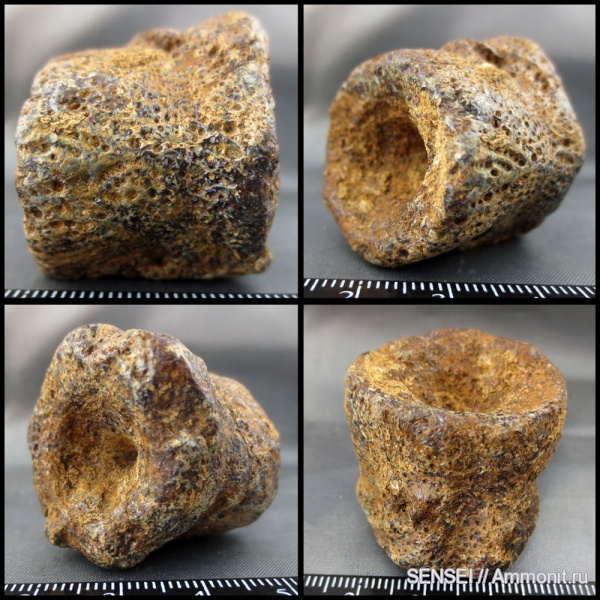 ?, позвонки, Кубань