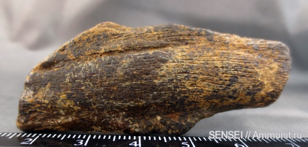 черепахи, Trionyx, Кубань