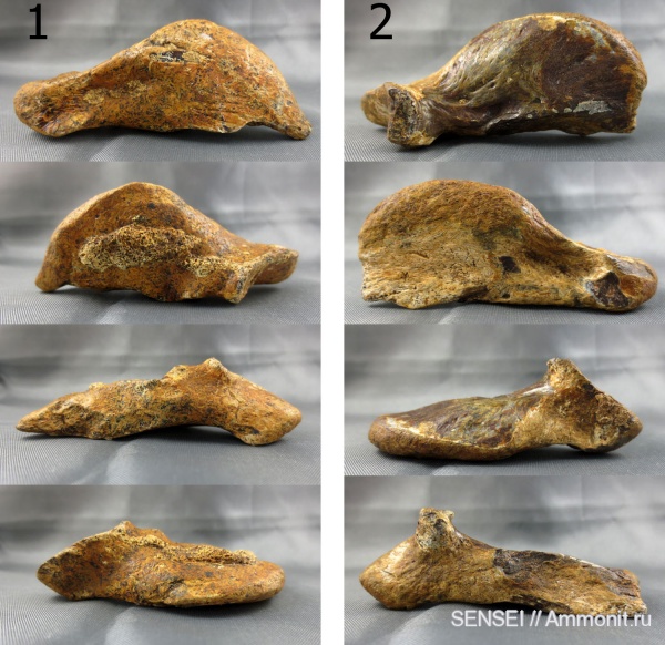 черепахи, Trionyx, Кубань