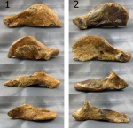 Правая и левая лопатки.