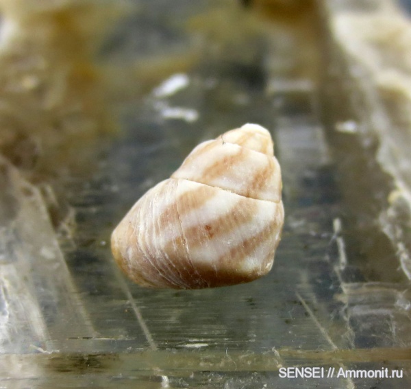 прижизненная окраска, Кубань, Trochidae