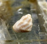 Gibbula (Colliculus) pseudomaeotica.