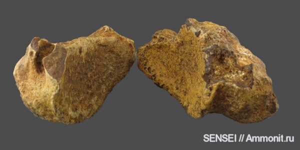 позвонки, Кубань, атлант