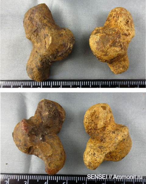 сармат, Кубань, тюлени, Phocidae