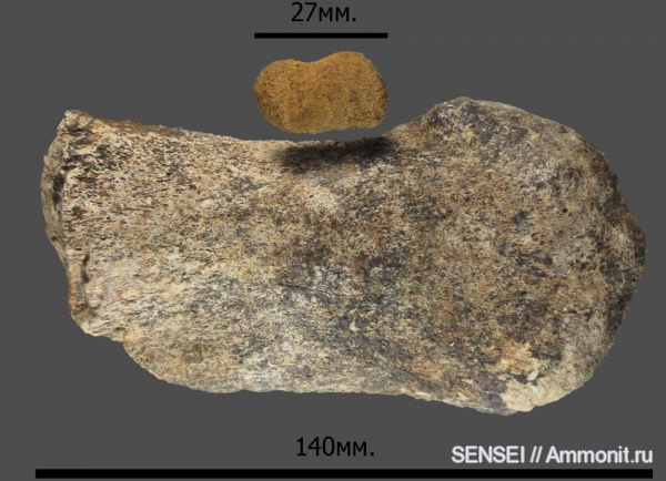 дельфины, сармат, Кубань