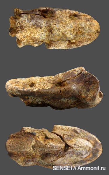 сармат, Кубань, тюлени, Phocidae