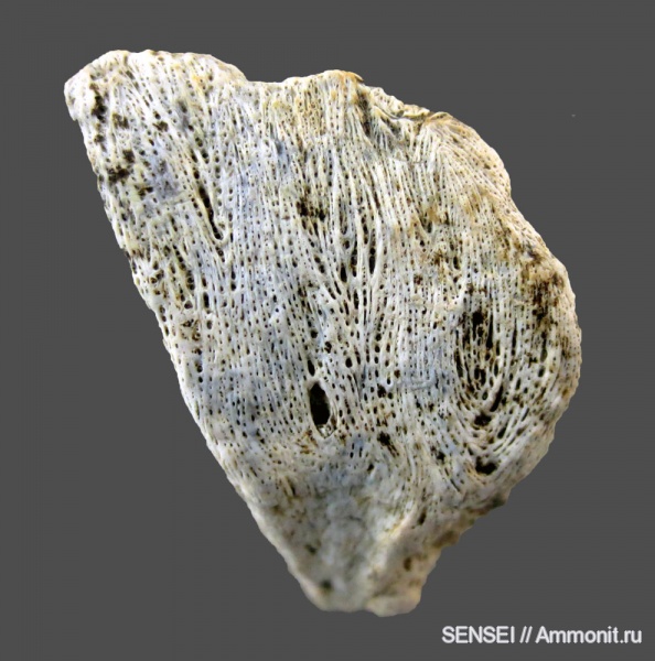 черепахи, Кубань