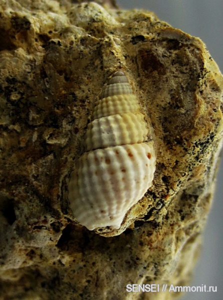 Кубань, Nassarius scrobiculatus