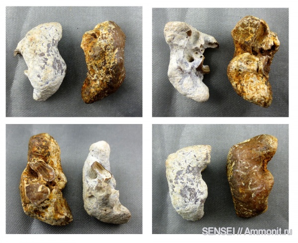 дельфины, Кубань