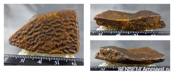 черепахи, Trionyx, Кубань