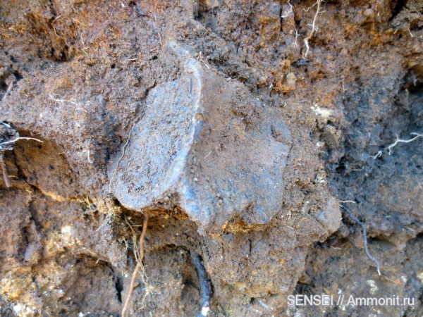 позвонки, Кубань