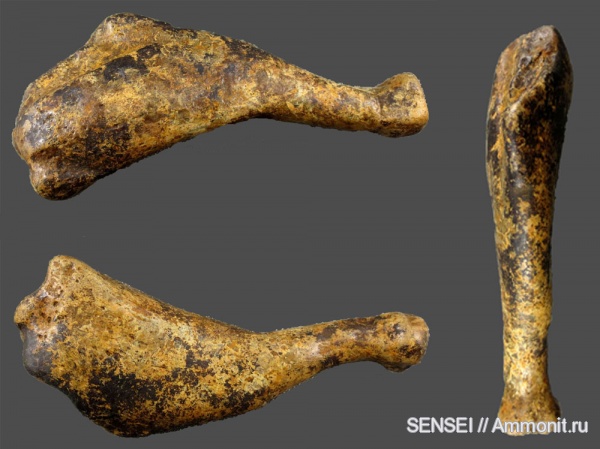 Кубань, тюлени