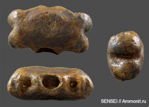 позвонки, Кубань