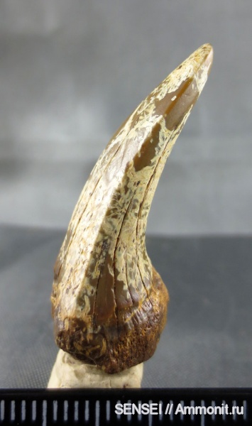 Lamniformes, Кубань