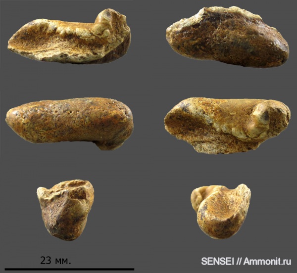 дельфины, Кубань, Kentriodontidae, tympanic bulla