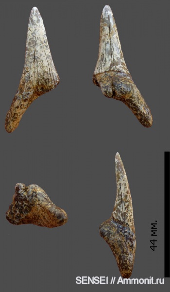 зубы, Кубань, teeth