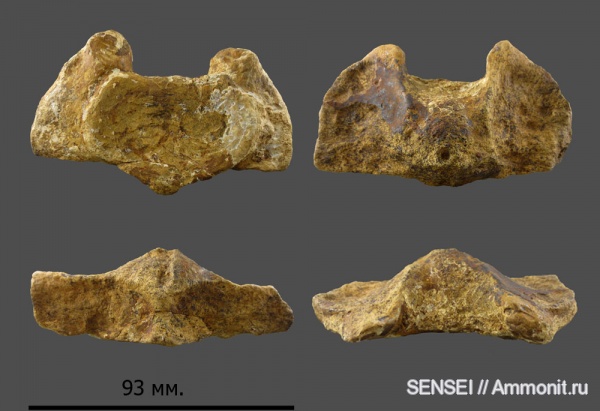 позвонки, Кубань, эпистрофей