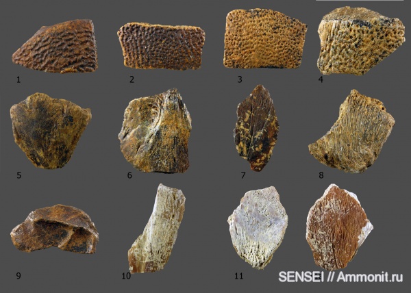 черепахи, Trionyx, Кубань