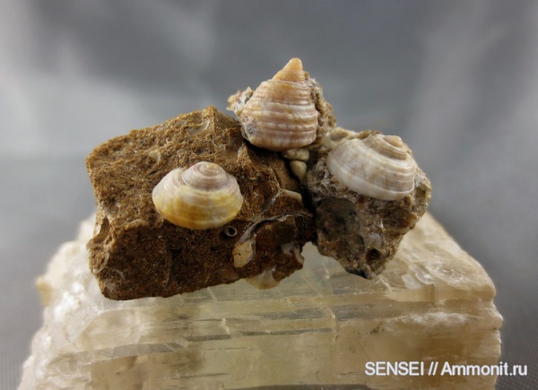 прижизненная окраска, палеоарт, Кубань, Trochidae