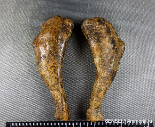 Кубань, тюлени