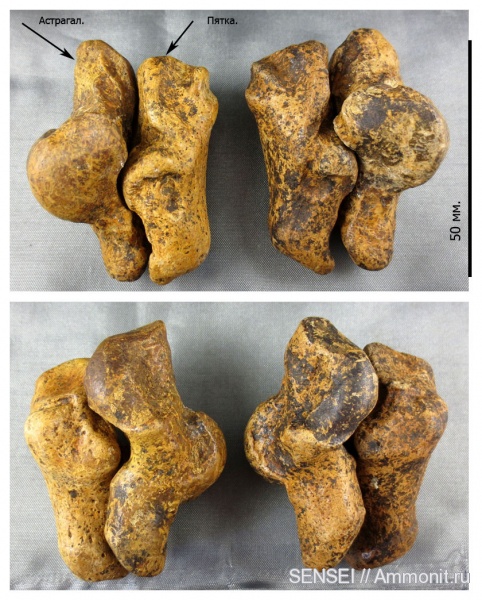 Кубань, тюлени, астрагал