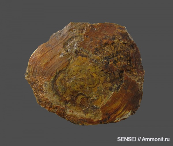 ?, чешуя, Кубань