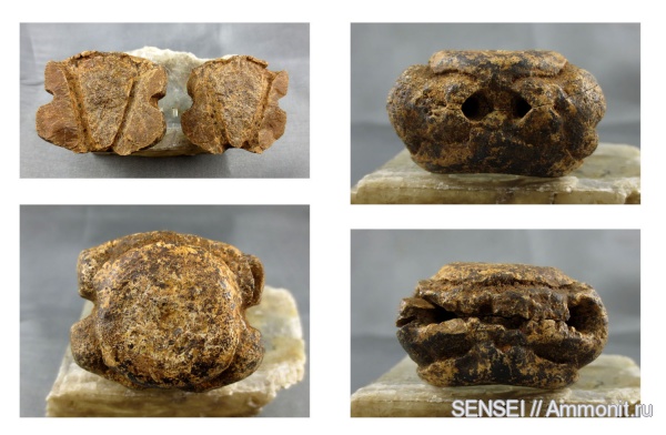 позвонки, Кубань