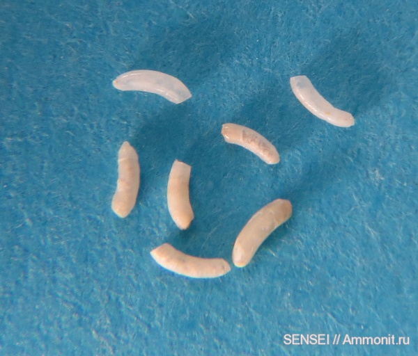 ?, Кубань, Чокрак, Caecum banoni, Caecum