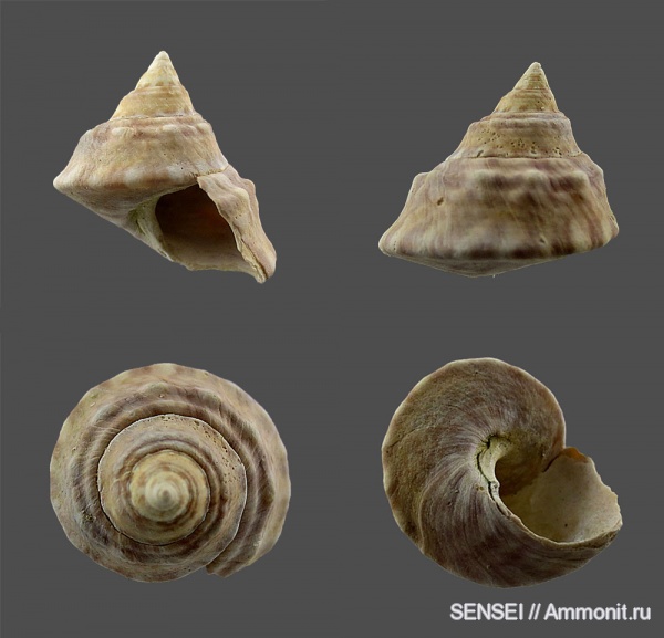 прижизненная окраска, сармат, Кубань