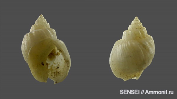 Кубань, Чокрак, Nassarius amarus