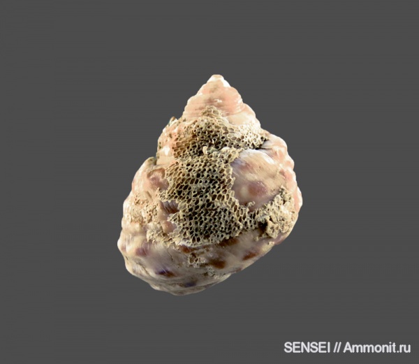 прижизненная окраска, обрастание, Кубань, Чокрак, Gibbula tschokrakensis, Epizoans