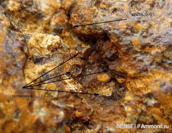 копролиты, Кубань, тюлени