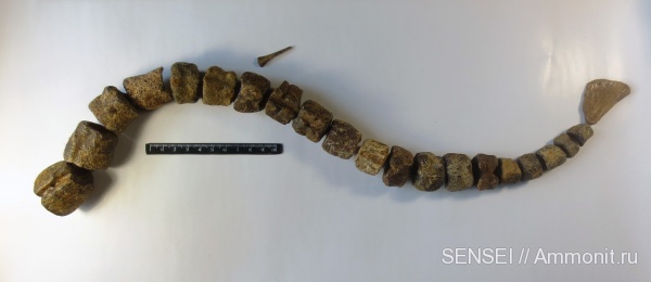 рыбы, позвонки, Кубань, Polypteridae, fish