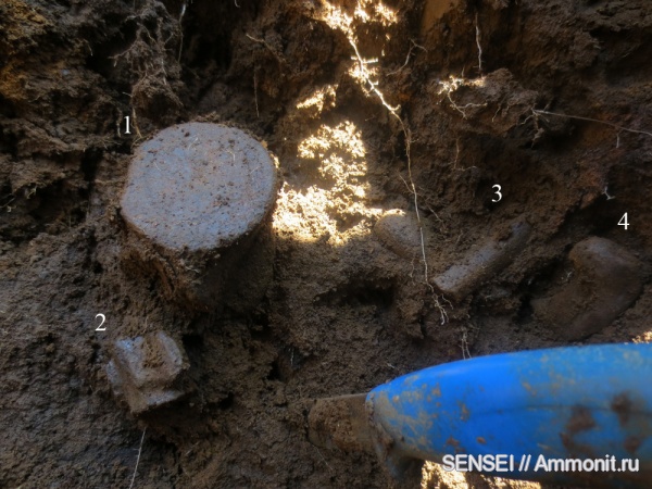 позвонки, Cetotherium, Кубань, тюлени