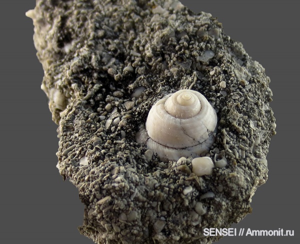 Gibbula, Кубань, Trochidae, Чокрак