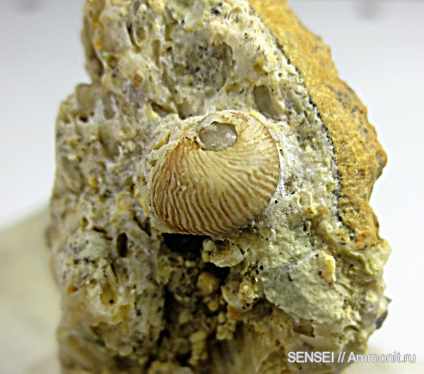 прижизненная окраска, Кубань, Theodoxus, Neritidae