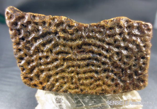 черепахи, Trionyx, Кубань