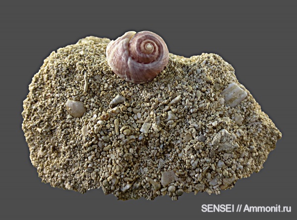 прижизненная окраска, Gibbula, Кубань, Trochidae, Чокрак