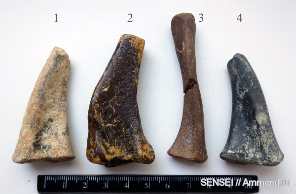 Кубань, тюлени, Phocidae