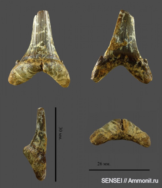 зубы акул, ?, Кубань, Araloselachus, shark teeth