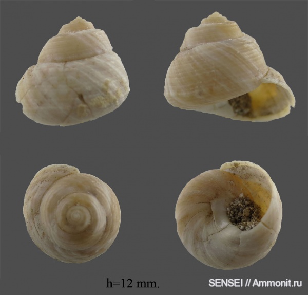 ?, Кубань, Trochidae, Чокрак