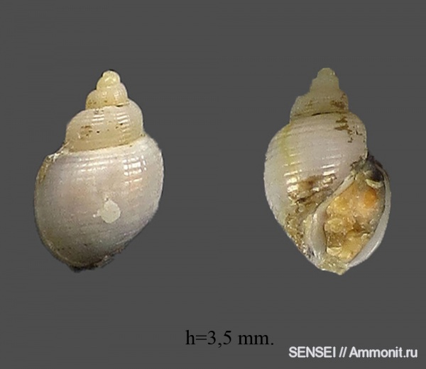 Кубань, Kleinella  ventosa