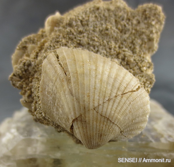 Cardiidae, Кубань, Чокрак, Parvicardium kubanicum