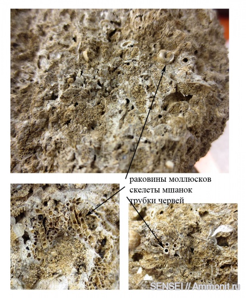 Кубань, Чокрак, Venerupis pseudoirus, Brachidontes marginatus, Cheilostomida