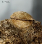 Gregariella tarchanensis  в матриксе.