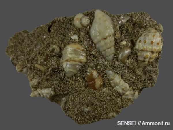 Кубань, Чокрак