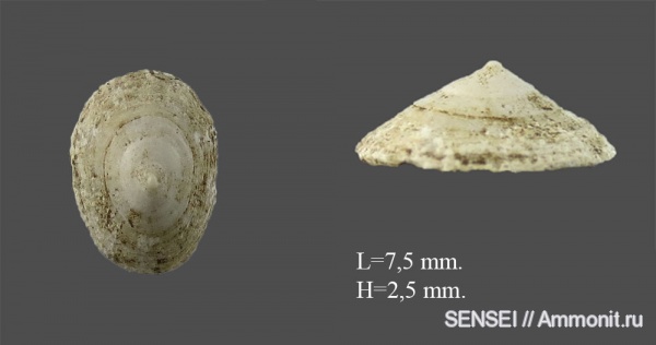 сармат, Кубань, Tectura angulata