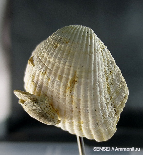 Cardiidae, Cardium, сармат, Кубань