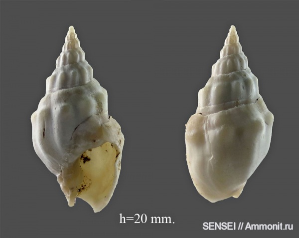 Dorsanum, сармат, Кубань, Dorsanum corbianum