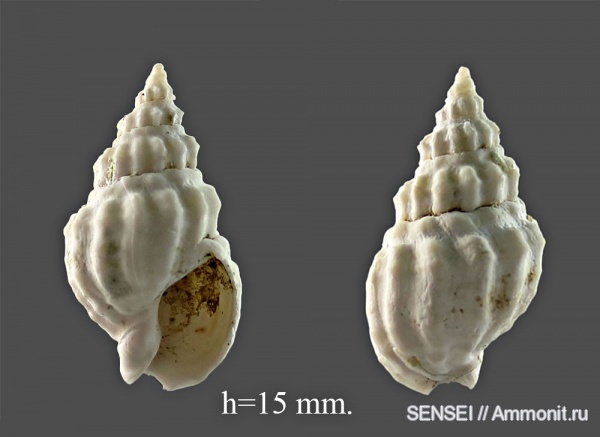 Dorsanum, сармат, Кубань
